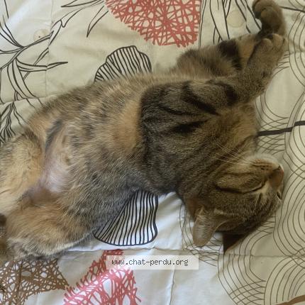 Photo 1/1 Tsuki Chat lost in Nimes