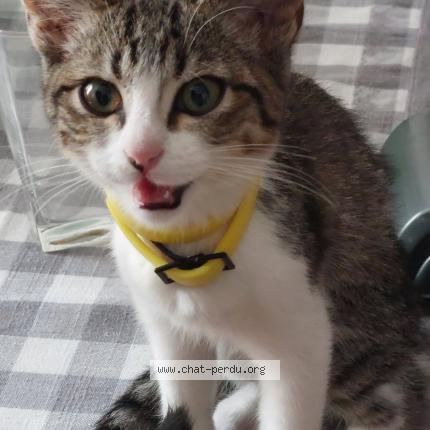 Photo 1/1 Found cat Found in Argenteuil