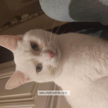 Photo 1/1 Zelda Chat lost in Lyon