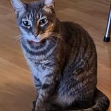 Picture of cat lost at Pau