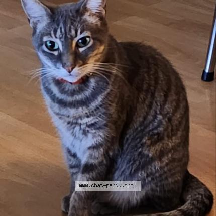 Photo 1/2 Bob Chat lost in Pau