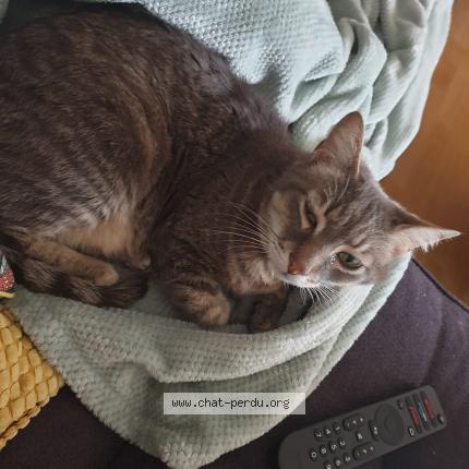 Photo 2/2 Bob Chat lost in Pau