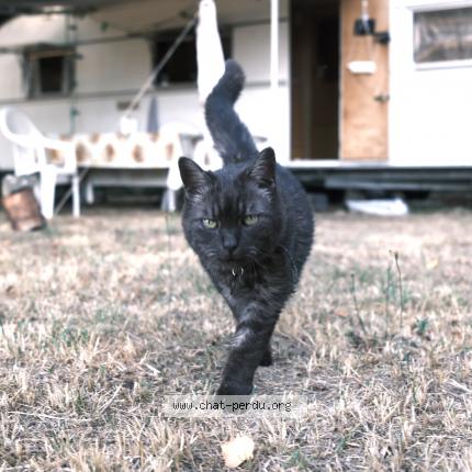 Photo 1/1 KABOOM Chat lost in Brillac