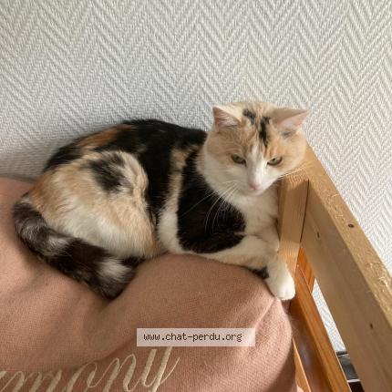 Photo 1/1 JENA Chat lost in Olivet