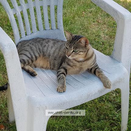 Photo 1/1 GRISETTE Chat lost in Le puy en velay