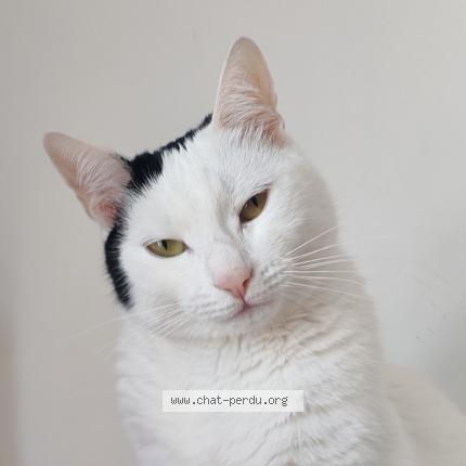 Photo 1/1 Cerise Chat lost in Les ulis