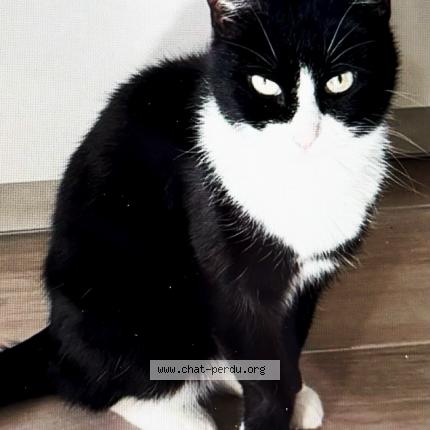 Photo 1/1 Stella Chat lost in Brunoy