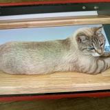 Picture of cat lost at Saint Maurice L Exil