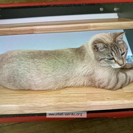 Photo 1/1 Khusi Chat lost in Saint maurice l exil