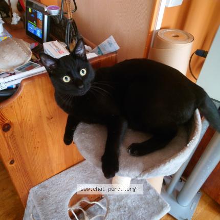 Photo 1/1 Zuko Chat lost in Paris