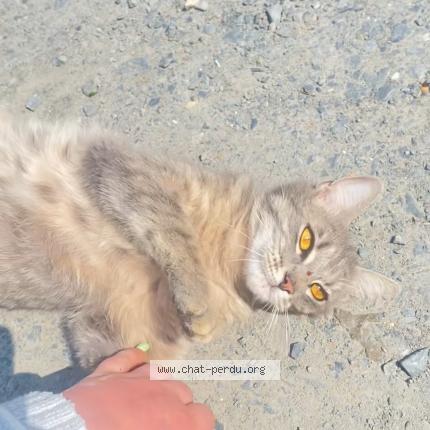 Photo 1/1 Vénus Chat lost in Le torpt