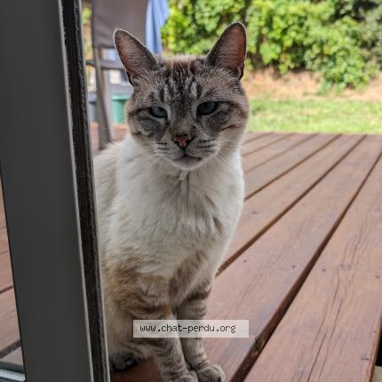 Photo 1/1 Babouche Chat lost in Magrie