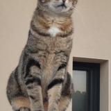 Picture of cat lost at Mornas