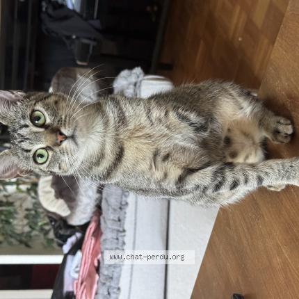 Photo 1/1 Kalena Chat lost in Saint palais sur mer