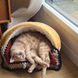 Picture of cat lost at Meziere Sur Couesnon