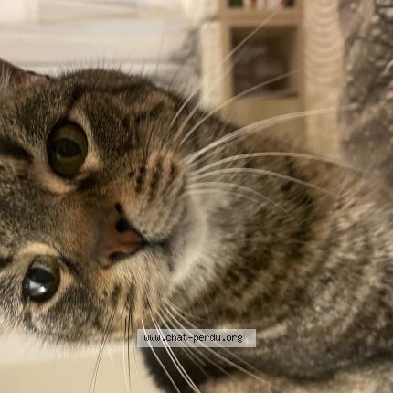 Photo 1/1 Milo Chat lost in Ox muret