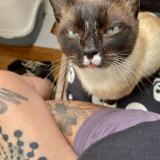 Picture of cat lost at Brest