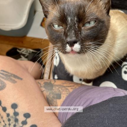 Photo 1/1 Wesh Chat lost in Brest