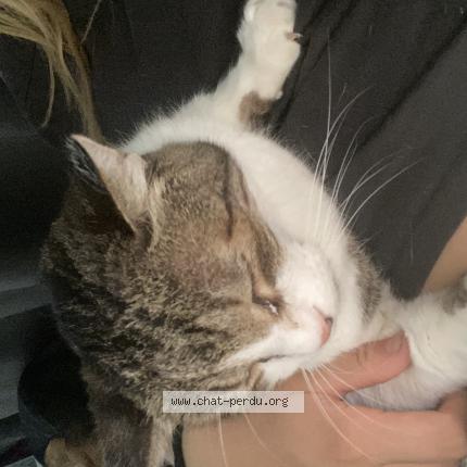 Photo 1/1 Doudou Chat lost in Narbonne