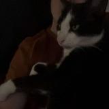 Picture of cat lost at Soppe Le Bas