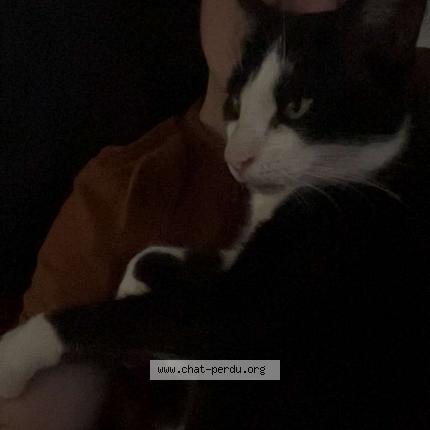 Photo 1/1 Guizmo Chat lost in Soppe le bas