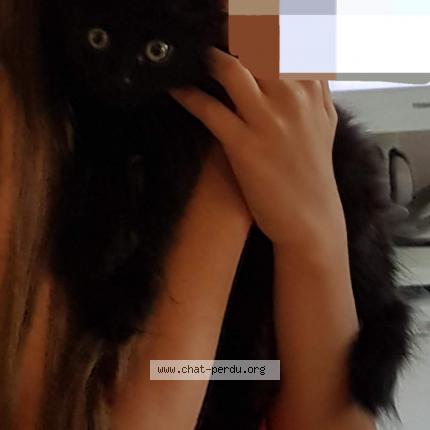 Photo 1/1 Mystic Chat lost in Pessan