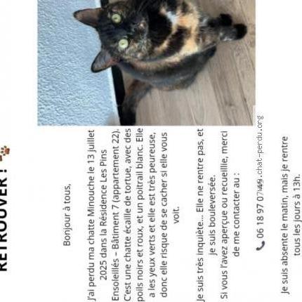 Photo 2/4 Minouche Chat lost in St maxime