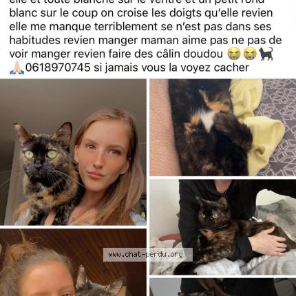 Photo 3/4 Minouche Chat lost in St maxime