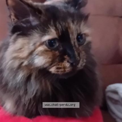 Photo 1/1 Easy Chat lost in Sorgues