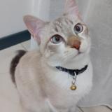 Picture of cat lost at Graulhet