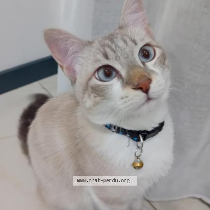 Photo 1/1 Minouche Chat lost in Graulhet