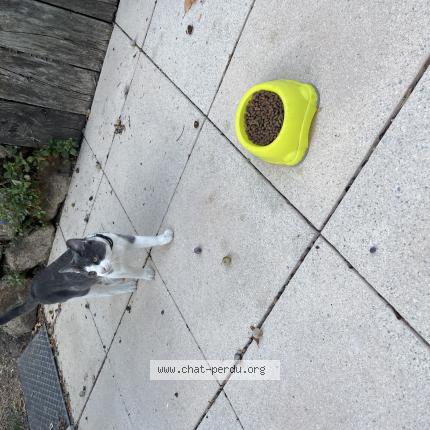 Photo 1/1 Found cat Found in St sebastien sur loire