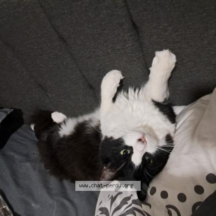 Photo 1/1 FELIX Chat lost in Le revest les eaux