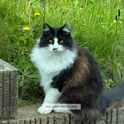 Photo 1/1 Wally Chat lost in Querqueville