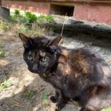 Picture of cat found at St Mathieu De Treviers