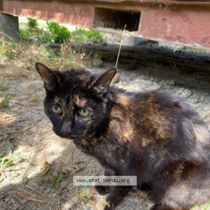 Photo 1/1 Cat reunited Found in St mathieu de treviers