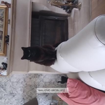 Photo 1/1 Loulou Chat lost in Cherbourg octeville