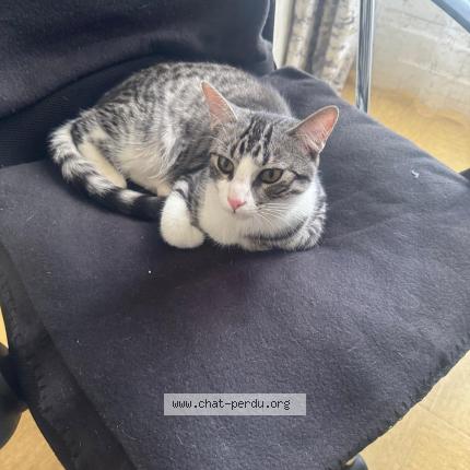 Photo 1/1 Grizou Chat lost in Nanterre