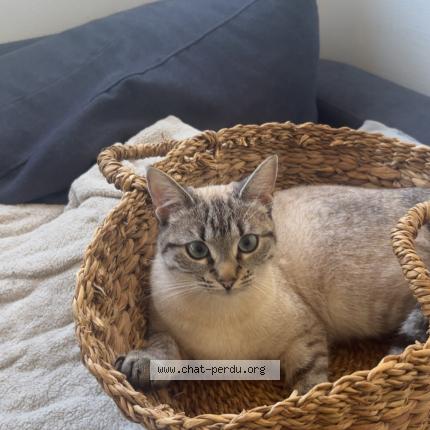 Photo 1/1 Nala Chat lost in Lorient