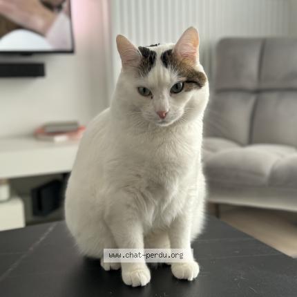 Photo 1/1 Roméo Chat lost in La vernelle