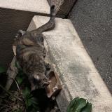 Picture of cat found at Geneve