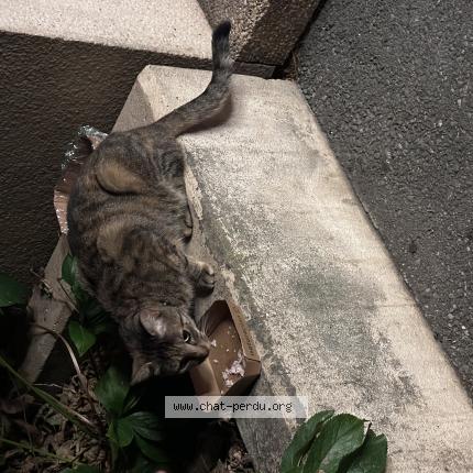 Photo 1/1 Found cat Found in Geneve