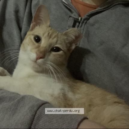 Photo 1/1 Bichou Chat lost in Alger hydra