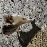 Picture of cat found at Saintes