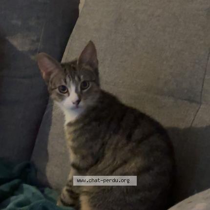 Photo 1/1 Héra Chat lost in Barby