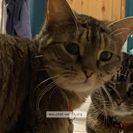 Photo 1/1 MAndMs Chat lost in Aubiere