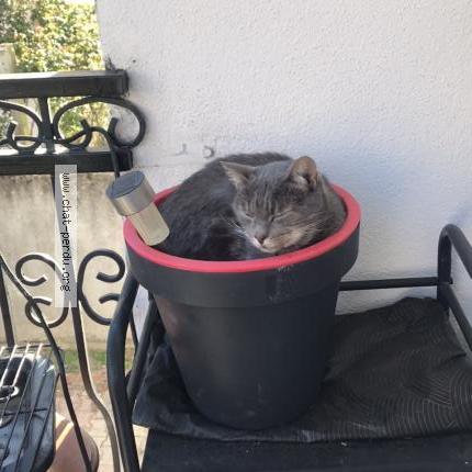 Photo 1/3 Mimine Chat lost in Montlucon