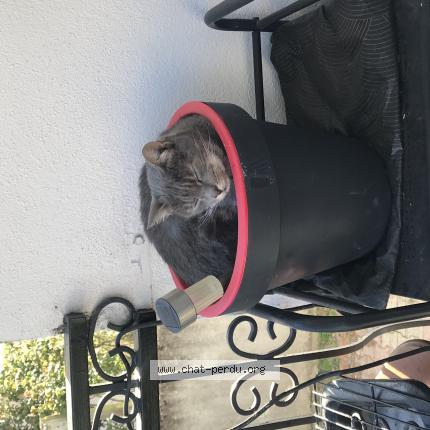 Photo 2/3 Mimine Chat lost in Montlucon