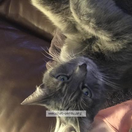 Photo 3/3 Mimine Chat lost in Montlucon