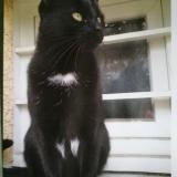 Picture of cat lost at Bassens